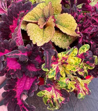 Mix Piante Coleus Foglie Colorate