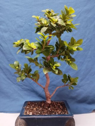 Bonsai Ficus Microcarpa