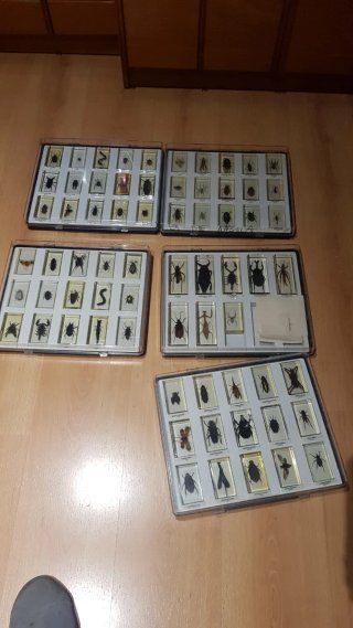 Colección de insectos disecados