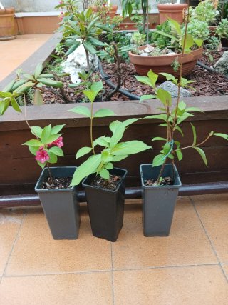 Celinda Rojo/Fucsia Planta