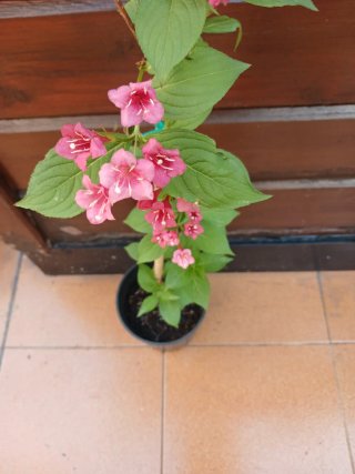 Celinda Rojo/Fucsia Planta