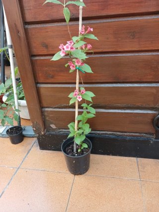 Celinda Rojo/Fucsia Planta