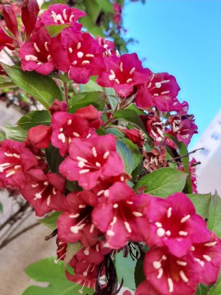 Celinda Rojo/Fucsia Planta