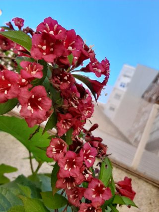 Celinda Rojo/Fucsia Planta