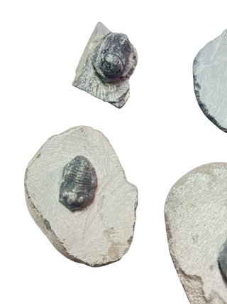 Trilobites Fósiles en Roca