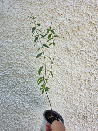 Planta de Almendro