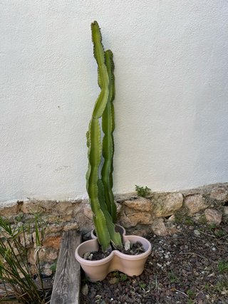 Cactus Euphorbia