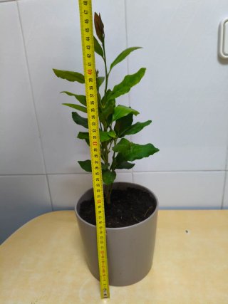 Limonero Eureka 4 estaciones