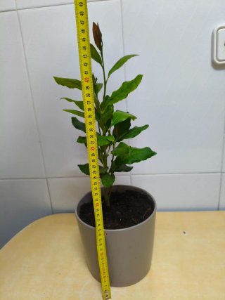 Limonero Eureka 4 estaciones