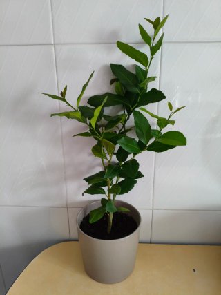 Limonero Eureka 4 estaciones