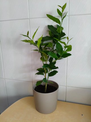 Limonero Eureka 4 estaciones