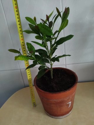 Limonero Eureka 4 estaciones