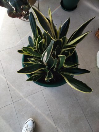 Planta Sansevieria Trifasciata