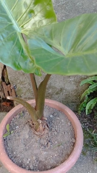 Alocasia Oreja de Elefante