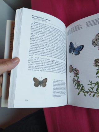 Mariposas