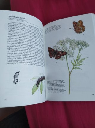 Mariposas