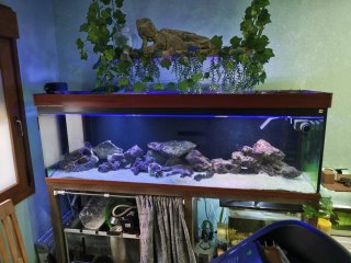 Acuario completo de 600 litros.