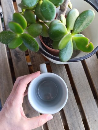 Taza Onde hai gatos