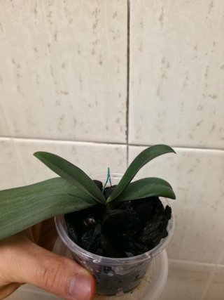 Orquídea Phalaenopsis