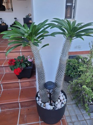 Maceta negra grande