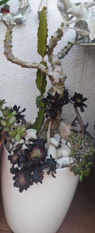 Cactus y Suculentas en Maceta