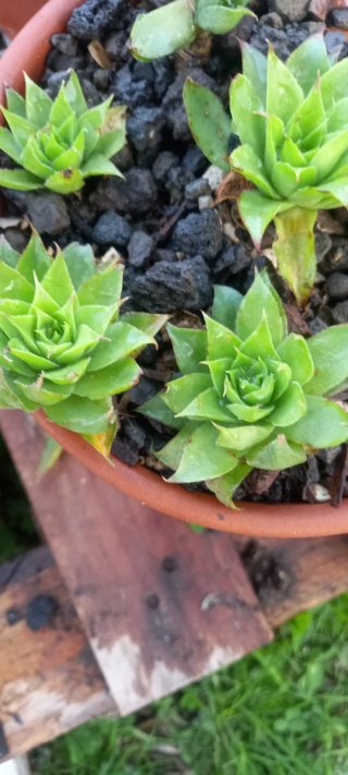 Talee di Aeonium e succulente