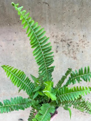Justicia carnea,helecho ó granado enano