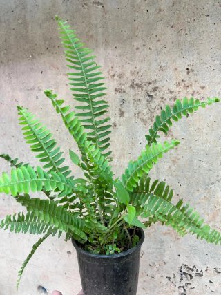 Justicia carnea,helecho ó granado enano