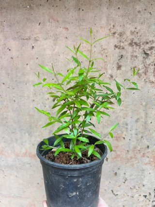 Justicia carnea,helecho ó granado enano