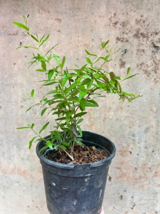 Justicia carnea,helecho ó granado enano