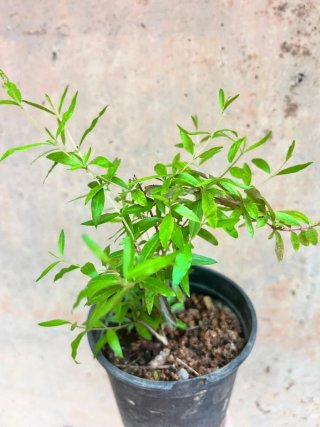 Justicia carnea,helecho ó granado enano