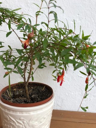Justicia carnea,helecho ó granado enano