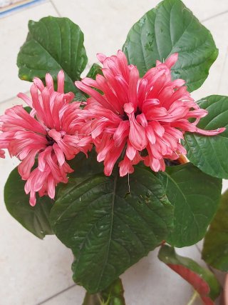 Justicia carnea,helecho ó granado enano