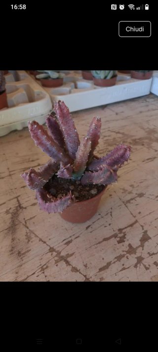 Pianta succulenta in vaso