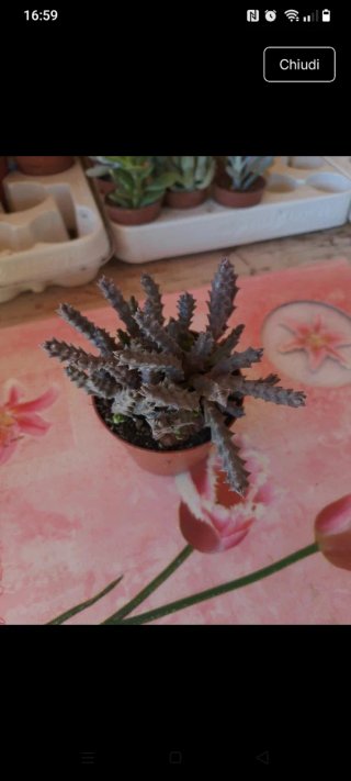 Stapelie succulenta in vaso