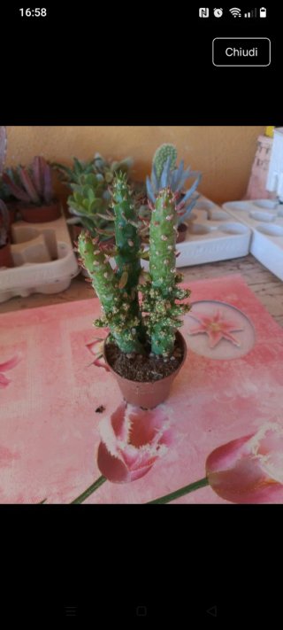 Cactus  in vaso