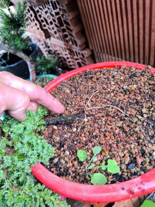 Bonsái Junípero Procumbens Nana