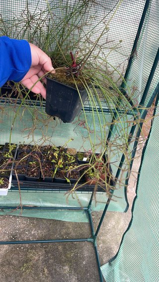 Drosera Binata Multifida ( maceta grande)