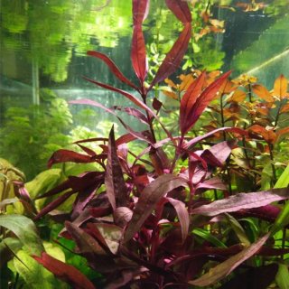 Alternanthera sisselis plantas acuario Rojo
