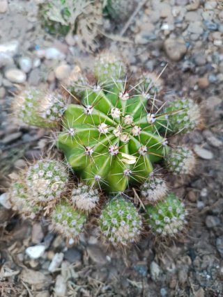 Cactus bolas echan esas flores