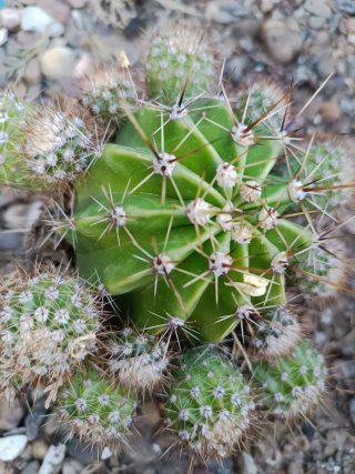 Cactus bolas echan esas flores