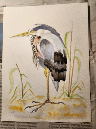 Acuarela de Garza Real (A4)