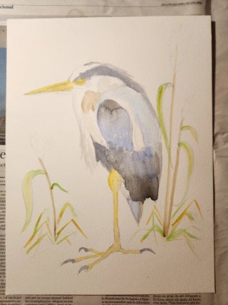Acuarela de Garza Real (A4)