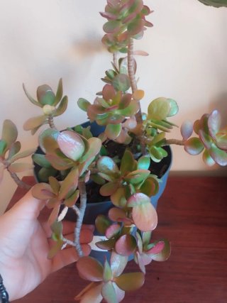 Planta Jade en maceta gris
