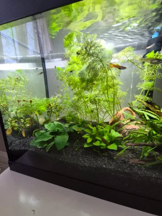 Acquario 30L completo con piante e nanofish
