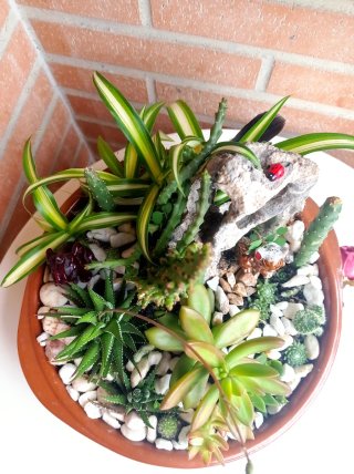 Terrario de Suculentas y Cactus