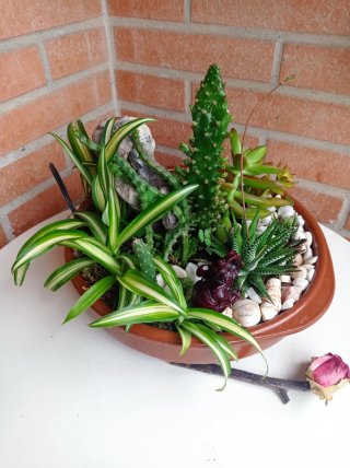 Terrario de Suculentas y Cactus