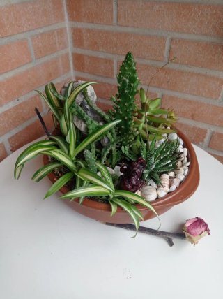 Terrario de Suculentas y Cactus