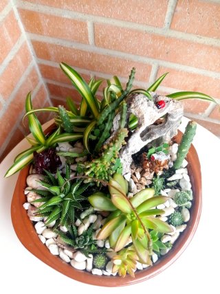 Terrario de Suculentas y Cactus