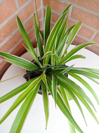 Planta de interior con maceta